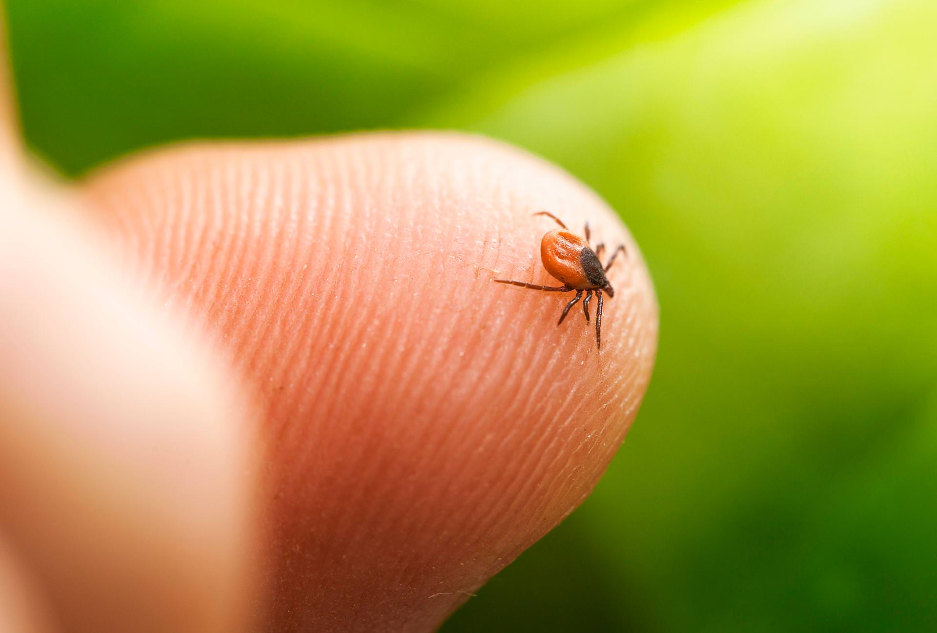 Tien jaar Tekenradar: 80.000 tekenbeetmeldingen, kans op tekenbeet in Drenthe het hoogst