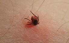 Door zeer hoge temperaturen al kans op tekenbeten