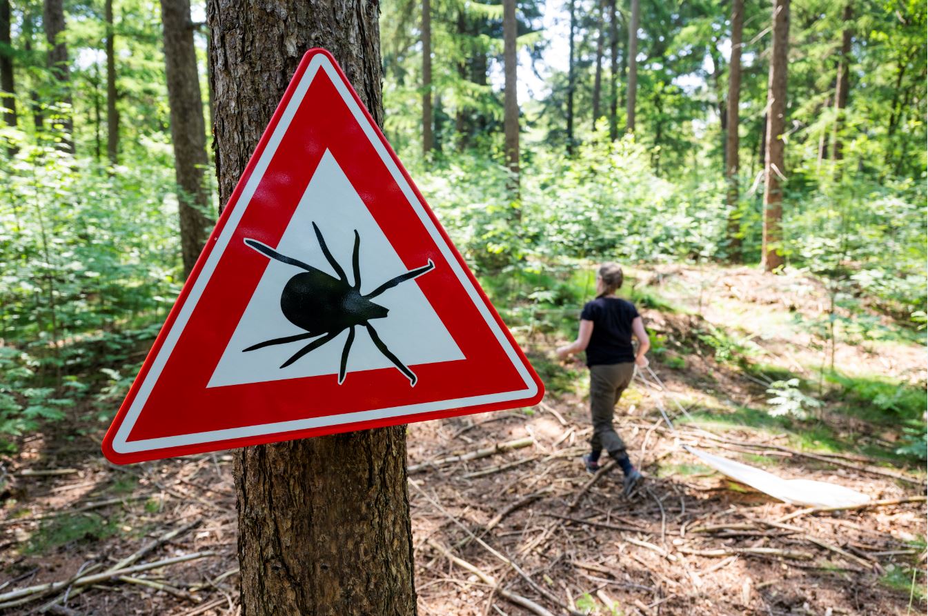 Na stabilisatie plotseling sterke toename aantal tekenbeten